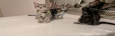 Mixed Breed Kitten 6