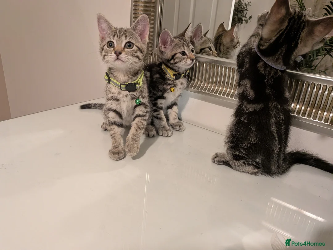 Mixed Breed cats for sale: Adorable kittens in London(SE18)😻♥️😻 - Advert 2