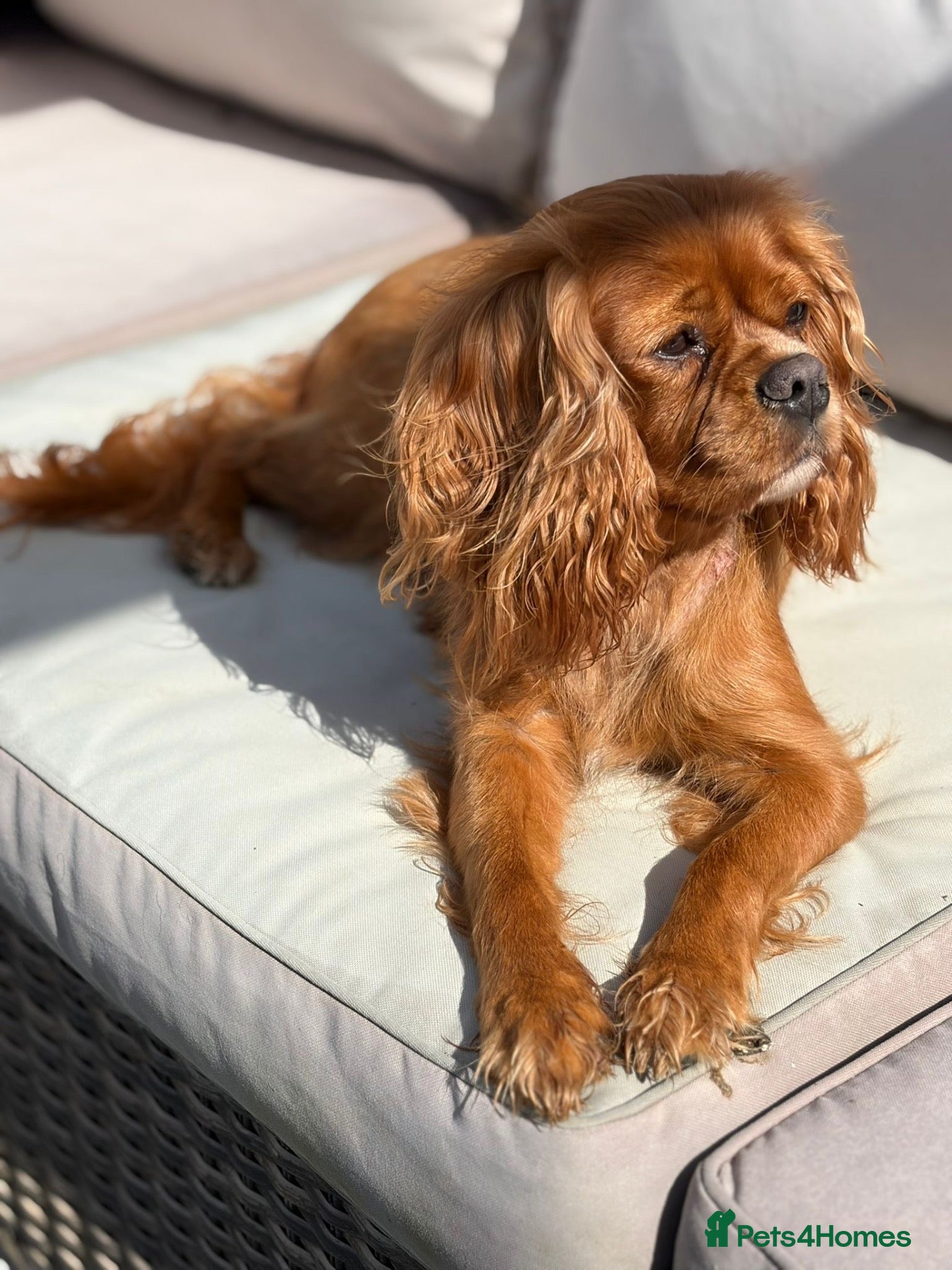 Cavalier King Charles Spaniel dogs Lovely 5yr old ruby CKCS  - Advert 6