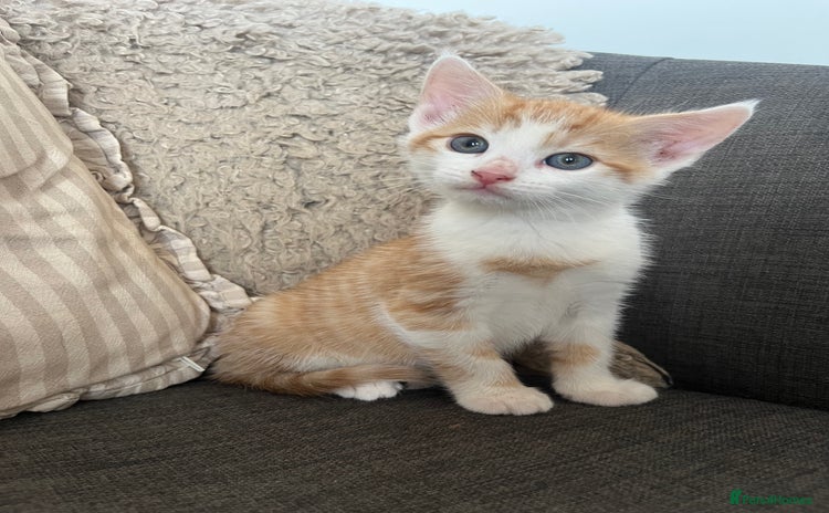 Mixed Breed cats in Cullompton - Advert 9