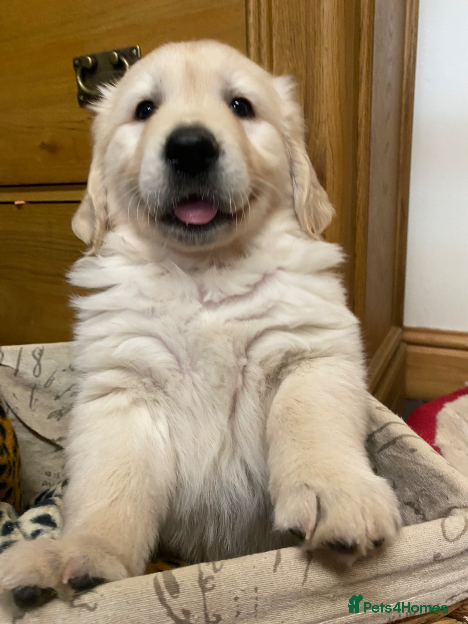 Golden Retriever dogs Seriously chunky & Fluffy babies - Advert 1