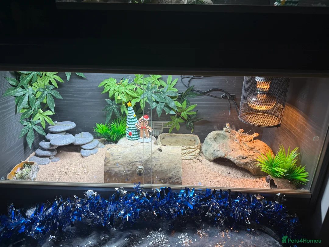 Bearded Dragon reptiles for sale: 3 baby rankins female - Advert 3