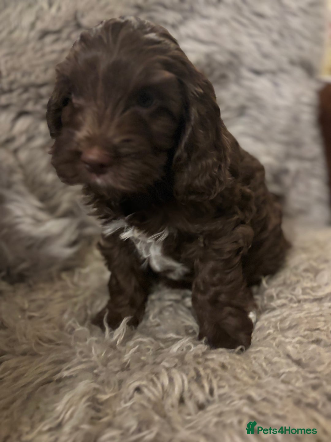 Cockapoo dogs for sale: F1 Chocolate Cockapoo pups - Advert 9