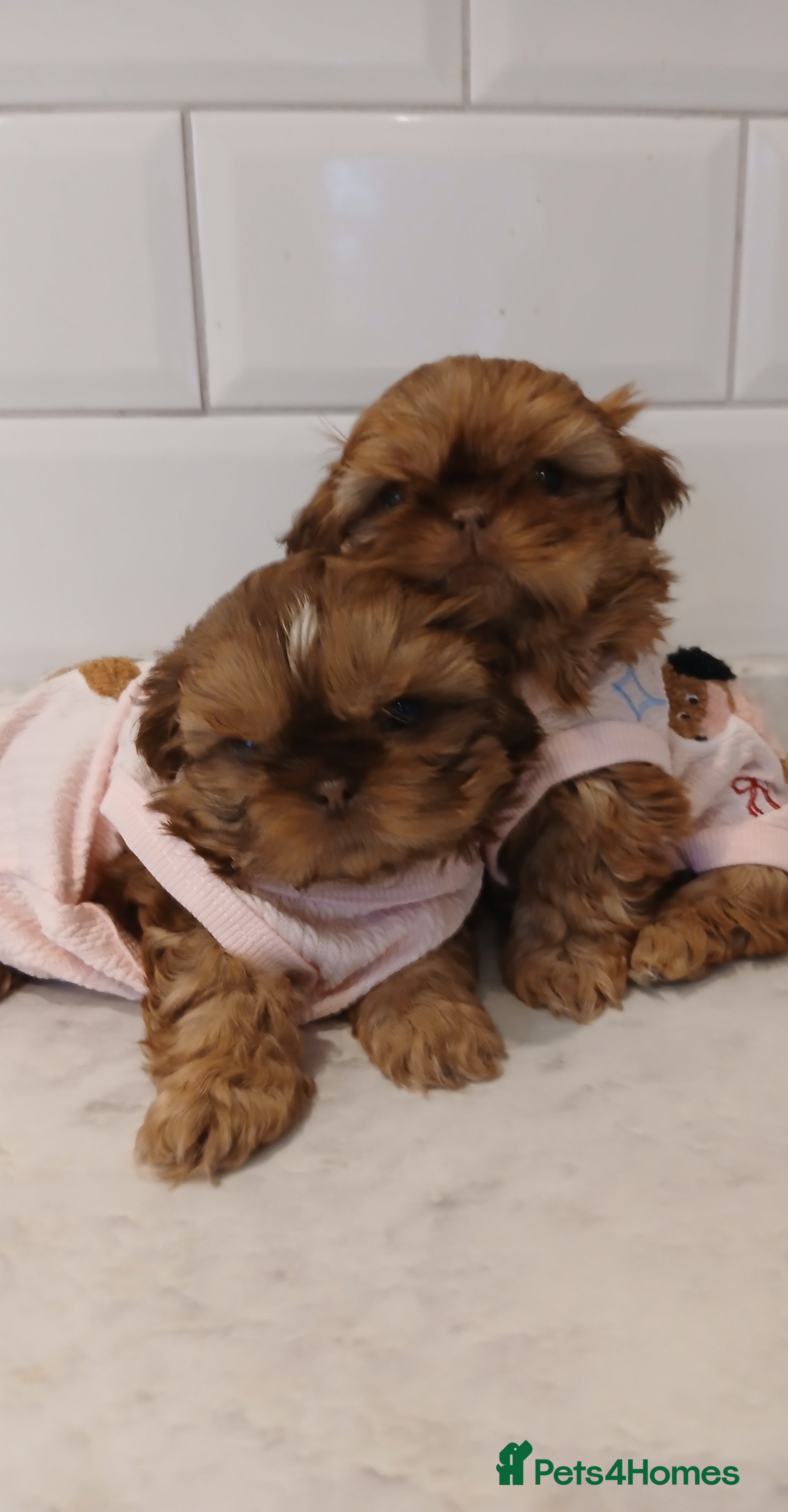 Shih Tzu dogs CHOCOLATE KC REG IMPERIALS BEST LINES 2 girls left - Advert 14