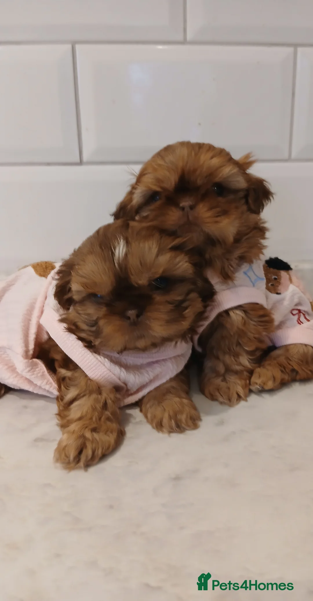 Shih Tzu dogs for sale: CHOCOLATE KC REG IMPERIALS BEST LINES 2 girls left - Advert 5