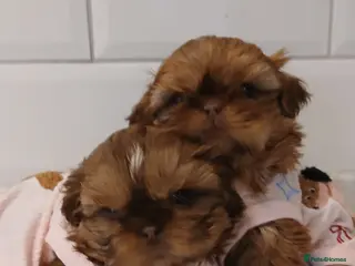 Shih Tzu dogs CHOCOLATE KC REG IMPERIALS BEST LINES 2 girls left - Advert 14