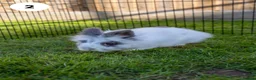 Lionhead rabbits for sale: Lionheads & Minilops - 6 Rabbits Looking for Homes - Advert 3