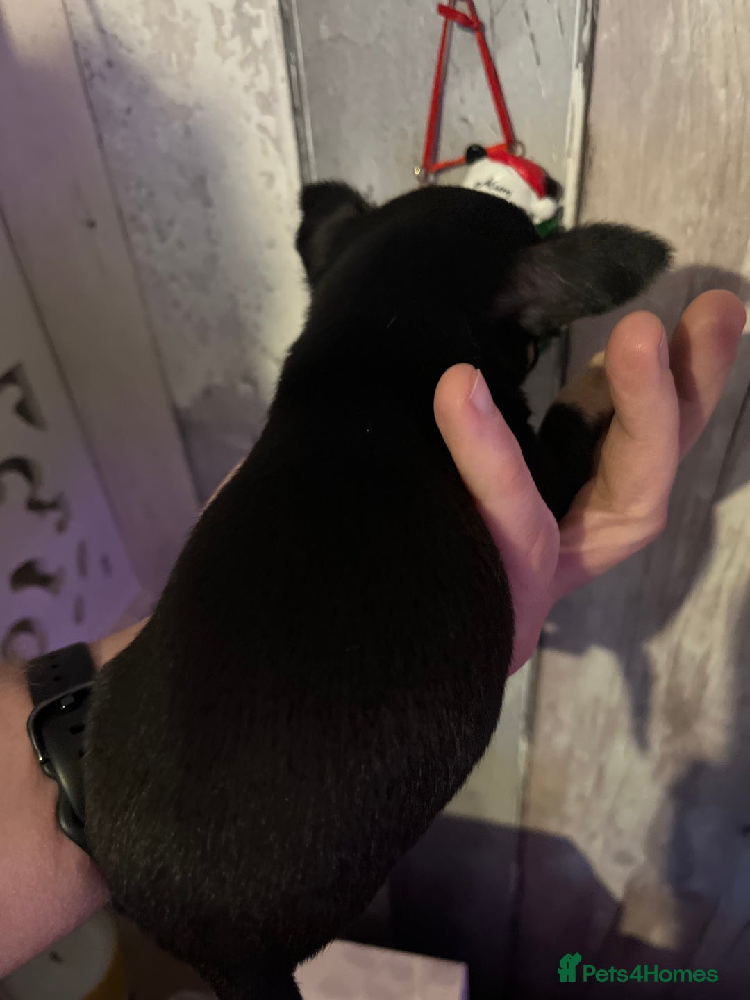 Chihuahua dogs for sale: Chihuahua puppys - Advert 8