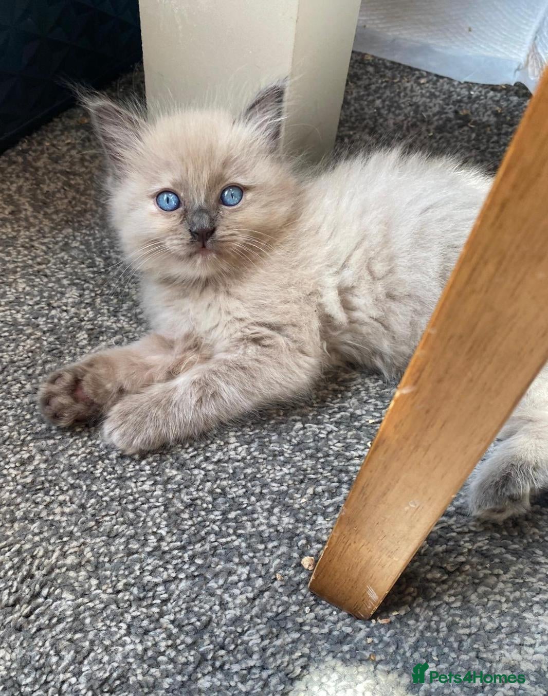 Ragdoll cats Pedigree TICA Cherubim Ragdolls - Advert 1