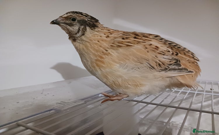 Quail poultry - Advert 1