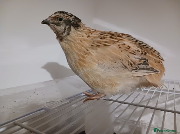Quail poultry - Advert 1
