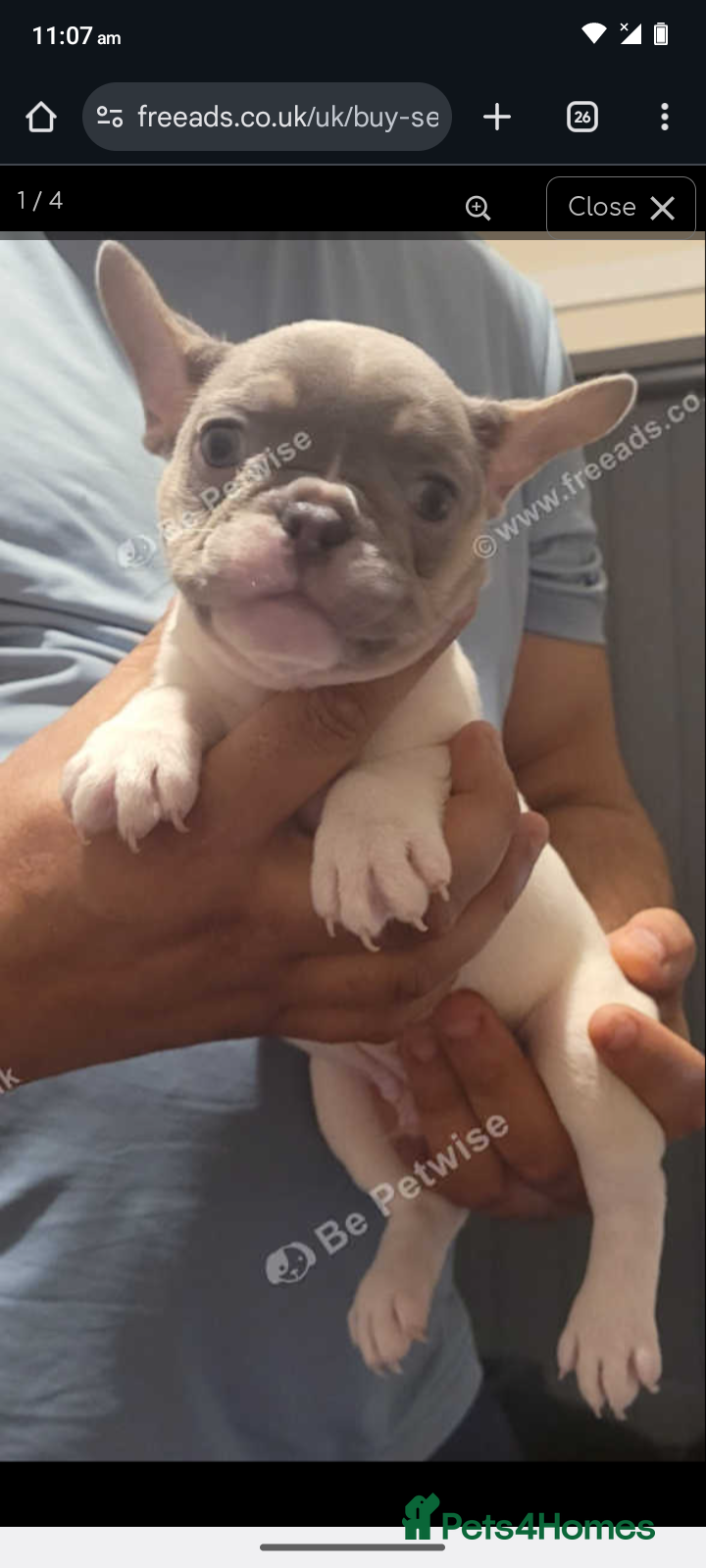 French Bulldog dogs 2 female French bulldogs - Advert 4