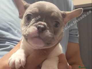 French Bulldog dogs 2 female French bulldogs - Advert 18