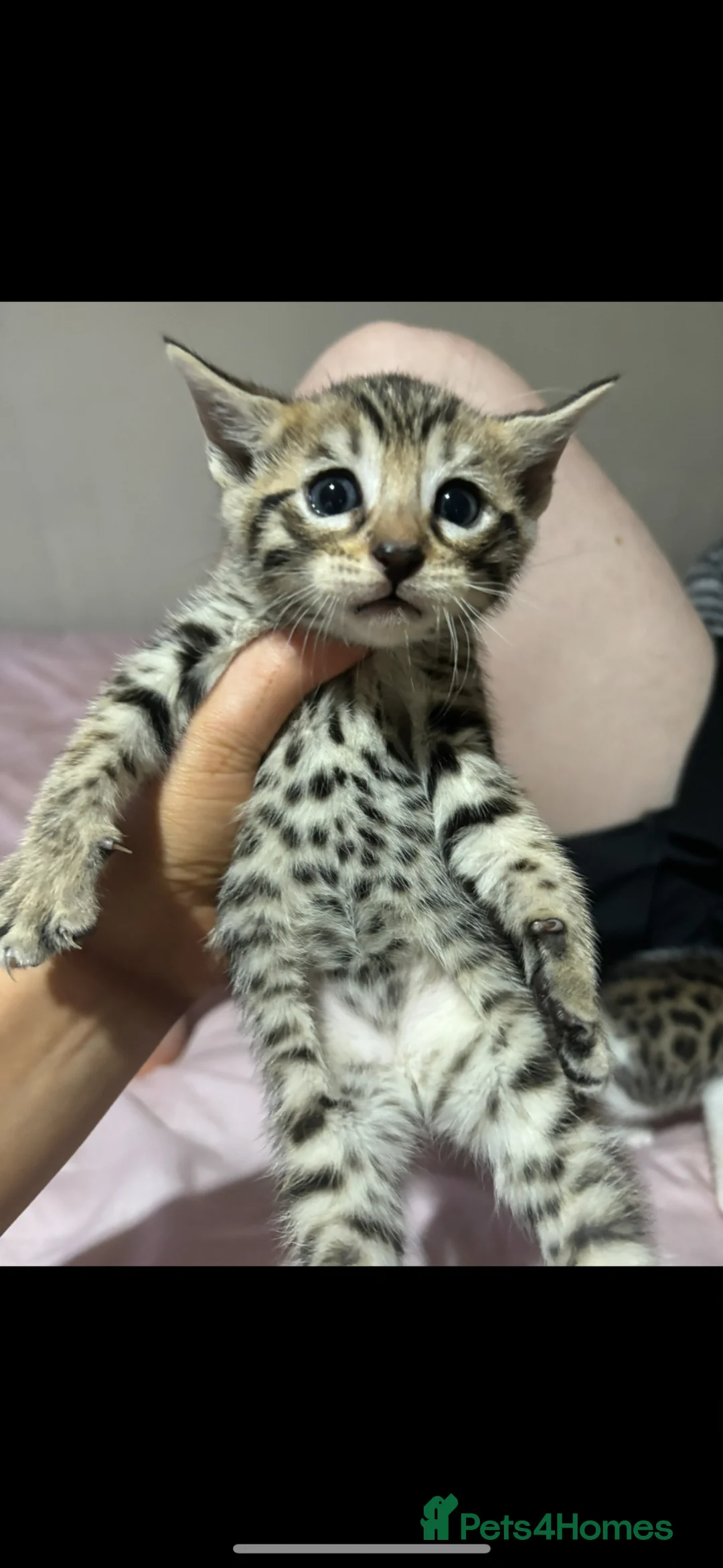 Bengal cats for sale: Half bengal for sale  - Advert 1