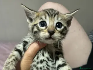 Bengal cats Half bengal for sale - Advert 1