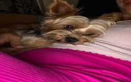 Yorkshire Terrier dogs for stud: Billy Boy  - Image 9