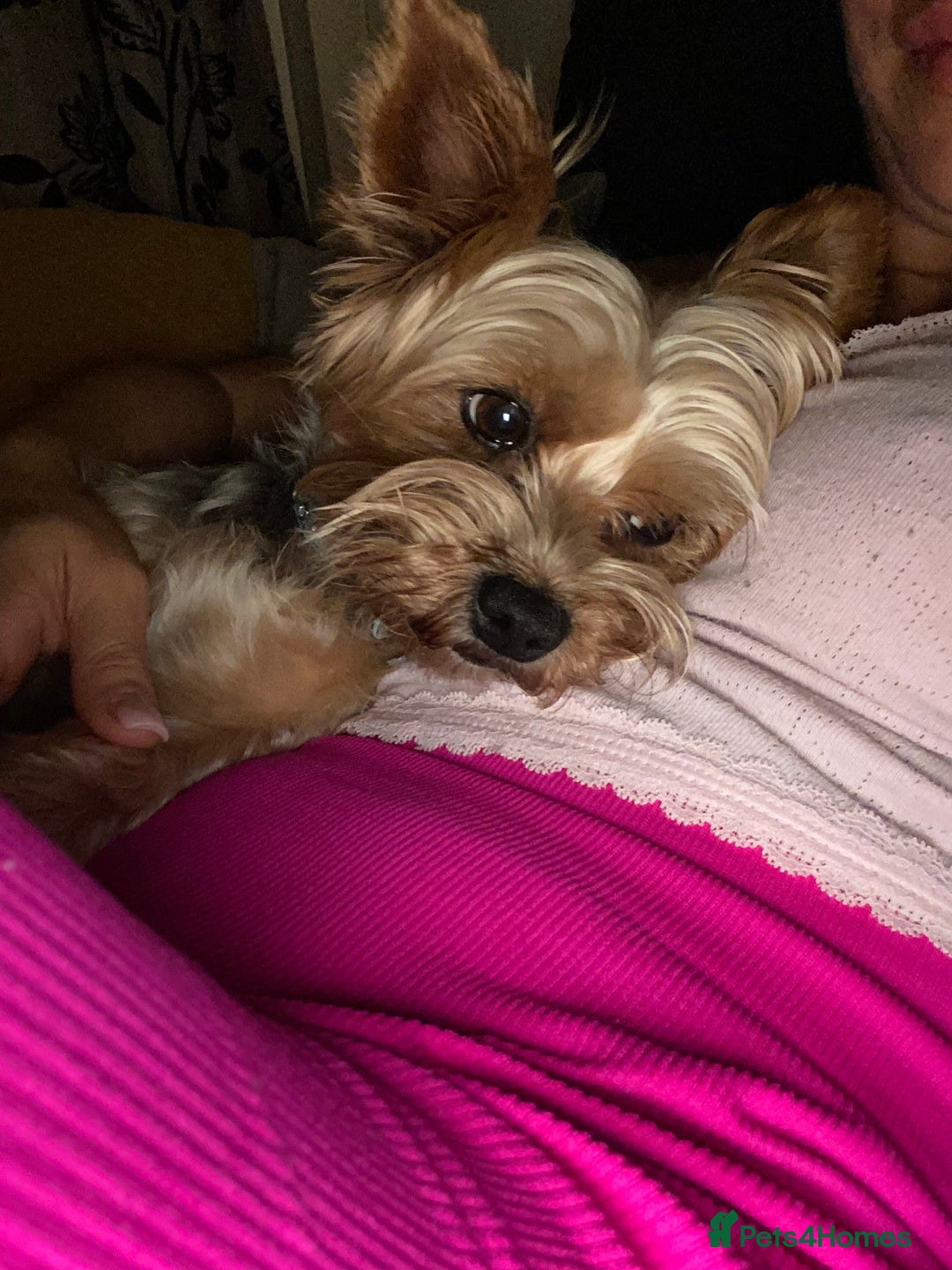 Yorkshire Terrier dogs for stud: Billy Boy  - Image 9