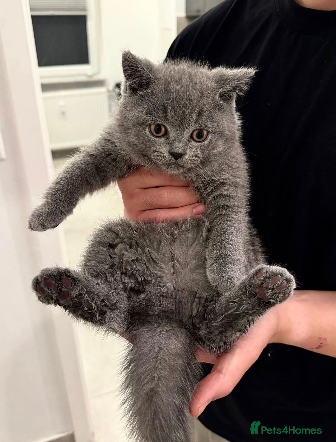 British Shorthair cats for sale: Grey British shorthair kitten for sale. - Image 4