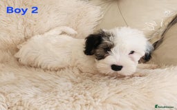 Sealyham Terrier dogs for sale: Sealyham terrier puppy’s  - Image 5