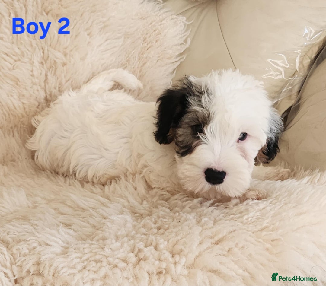 Sealyham Terrier dogs for sale: Sealyham terrier puppy’s  - Image 5