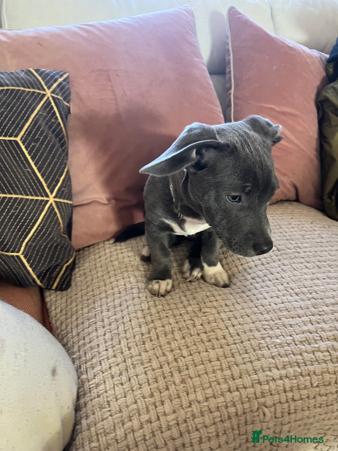 Mixed Breed dogs for sale: Frenchie x dachshund  - Advert 4