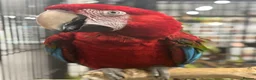 Macaws birds for sale: Gorgeous Greenwing Macaw  - Advert 4