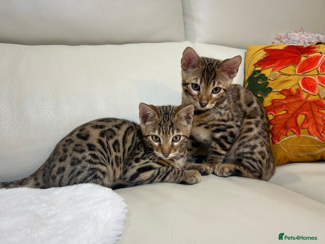 Bengal cats for sale: Bangal Kittens  - Image 32