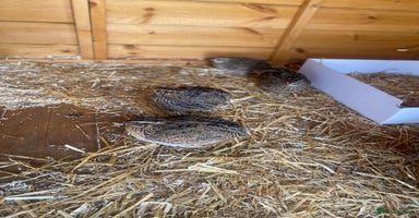 Quail poultry - Advert 7
