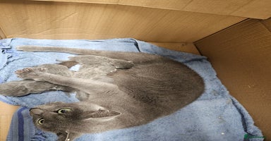 Russian Blue cats - Advert 10