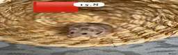 Hamster rodents for sale: Beautiful baby Syrian Hamsters Sheffield - Advert 12