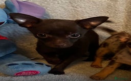 Mixed Breed dogs for sale: Chihuahua x  - Image 22