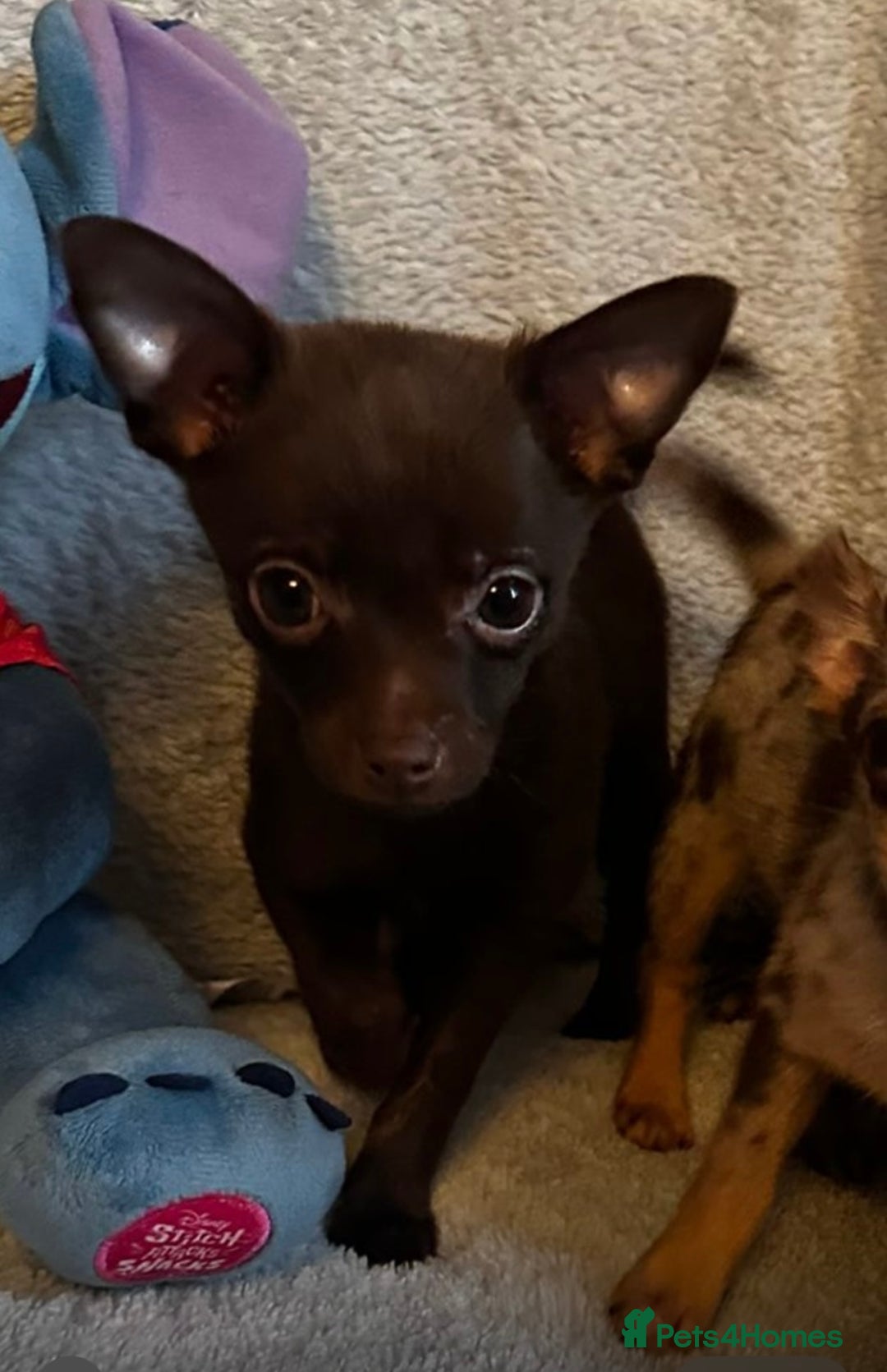 Mixed Breed dogs for sale: Chihuahua x  - Image 22