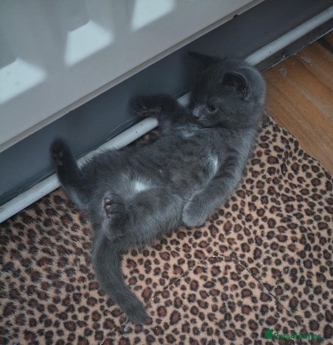 Domestic Shorthair cats for sale: 4 beautiful kittens for sale  - Advert 12