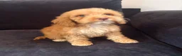 Cockapoo dogs for sale: Cockapoo puppies - Advert 1