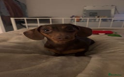 Miniature Dachshund dogs for sale: Miniature dachshund  - Image 3