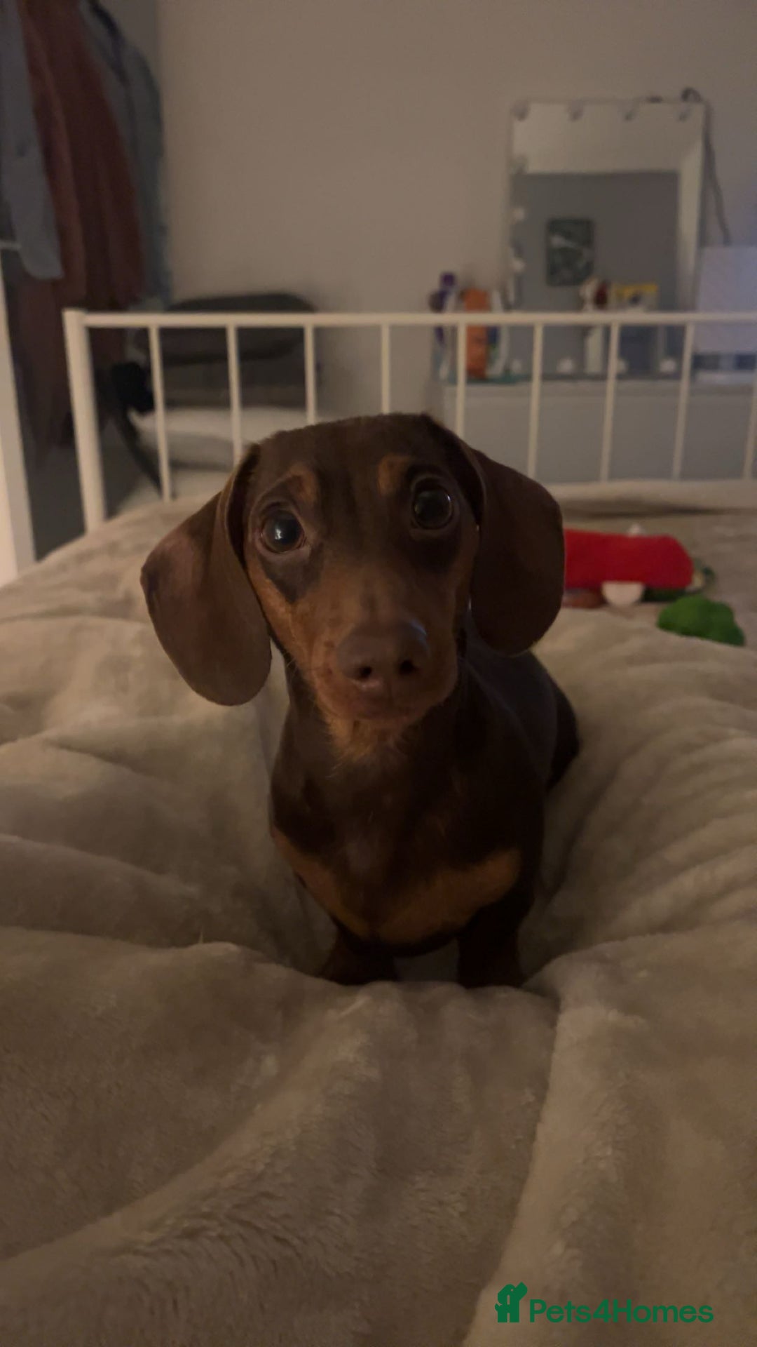 Miniature Dachshund dogs for sale: Miniature dachshund  - Image 3