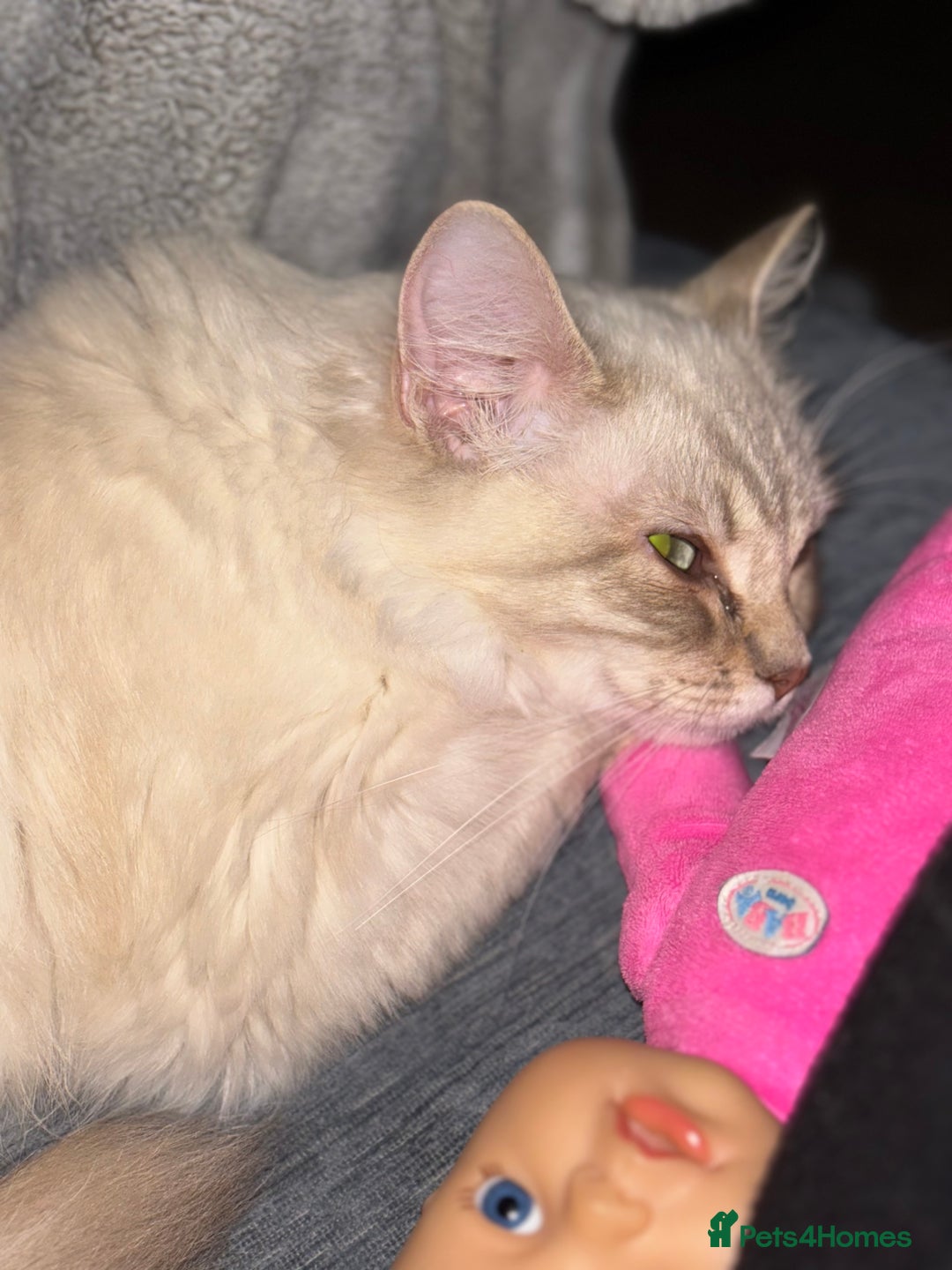 Ragdoll cats for sale: Sadly selling my beautiful ragdoll Lillie  - Advert 1