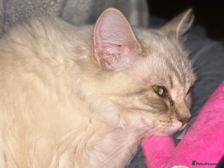 Ragdoll cats Sadly selling my beautiful ragdoll Lillie - Advert 5