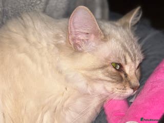 Ragdoll cats Sadly selling my beautiful ragdoll Lillie - Advert 5