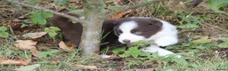 Border Collie dogs for sale: Border Collie Puppies for Sale - Advert 7