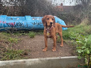 Cocker Spaniel dogs red cocker spaniel - Advert 1