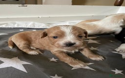 Maltipoo dogs for sale: 6 Beautiful Maltipoo Puppies for sale 🐶🐾 - Image 4