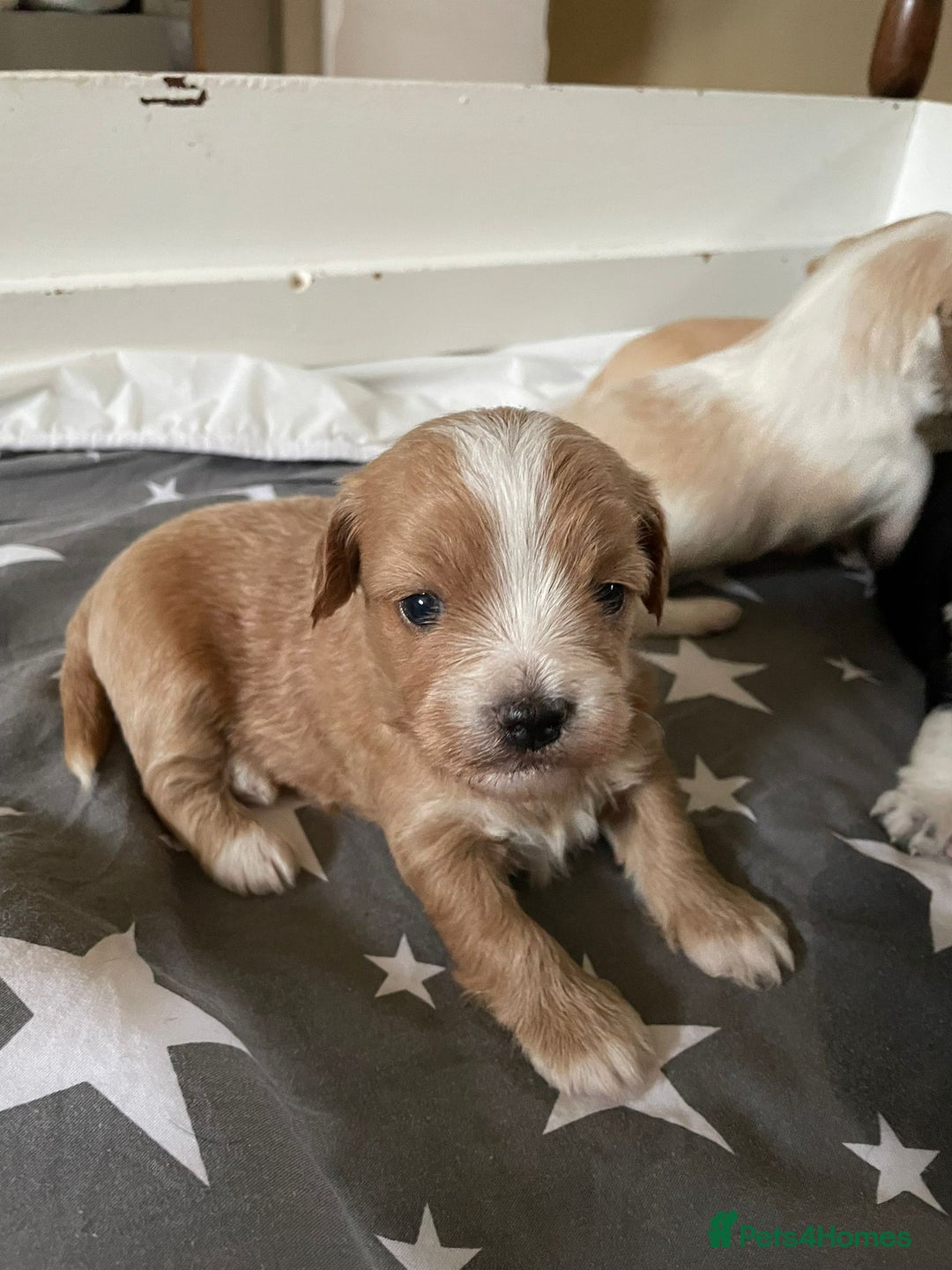 Maltipoo dogs for sale: 6 Beautiful Maltipoo Puppies for sale 🐶🐾 - Image 4