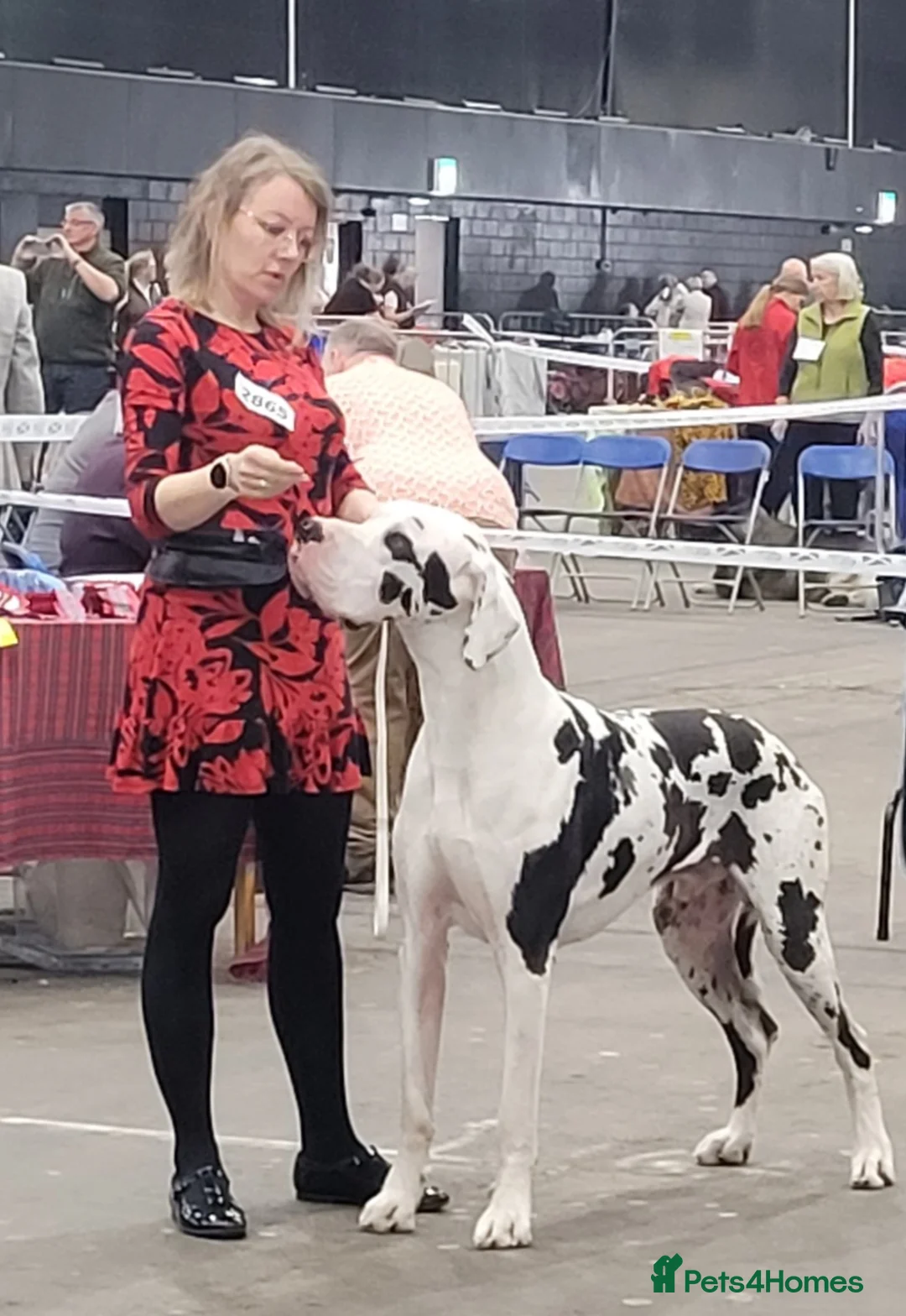 Great Dane dogs for stud: Great Dane for Stud in Bathgate - Advert 26