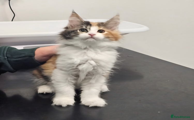 Maine Coon cats - Advert 1