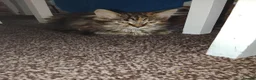 British Longhair cats for sale: Girls,and boys - Advert 7