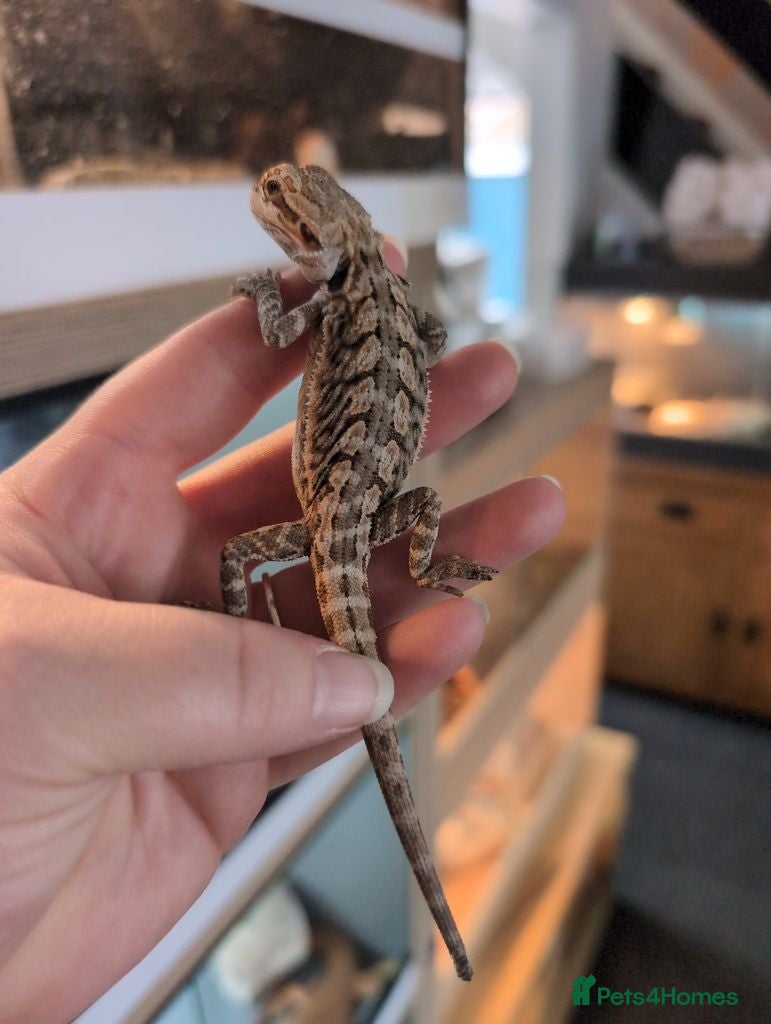 Bearded Dragon reptiles Baby bearded dragon - Advert 2