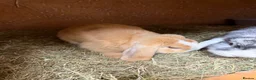 Mini Lop rabbits for sale: Adult Male Mini Lop Ginger  - Advert 2