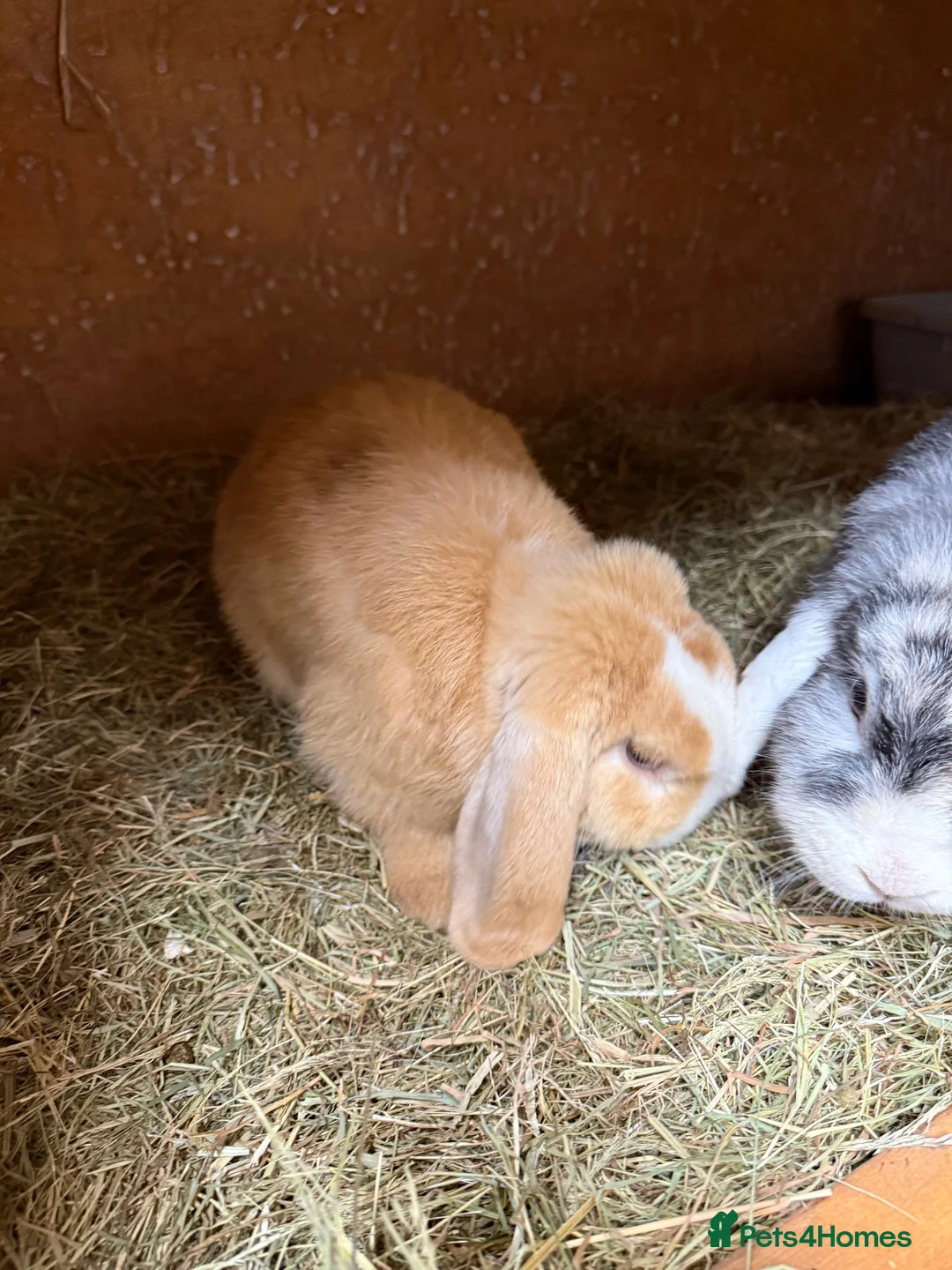 Mini Lop rabbits for sale: Adult Male Mini Lop Ginger  - Advert 2