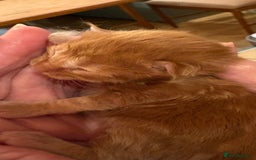 Maine Coon cats for sale: Maine Coon cuties - Advert 23